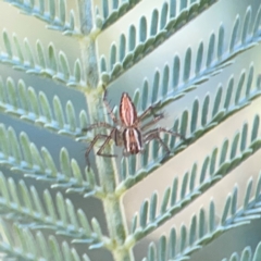 Oxyopes (genus) at Magpie Hill Park, Lyneham - 3 Mar 2024 01:52 PM