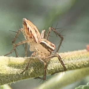Oxyopes (genus) at Magpie Hill Park, Lyneham - 3 Mar 2024 01:52 PM