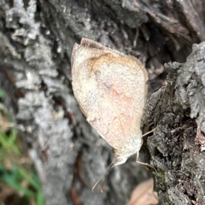 Heteronympha merope at Magpie Hill Park, Lyneham - 3 Mar 2024