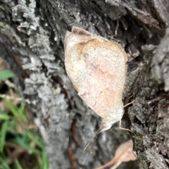 Heteronympha merope at Magpie Hill Park, Lyneham - 3 Mar 2024