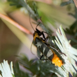 Chauliognathus lugubris at Magpie Hill Park, Lyneham - 3 Mar 2024