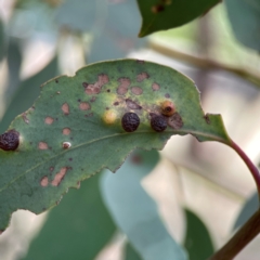 Unidentified Eucalyptus Gall at Lyneham, ACT - 3 Mar 2024 by Hejor1