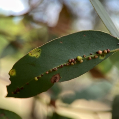 Unidentified Eucalyptus Gall at Magpie Hill Park, Lyneham - 3 Mar 2024 by Hejor1