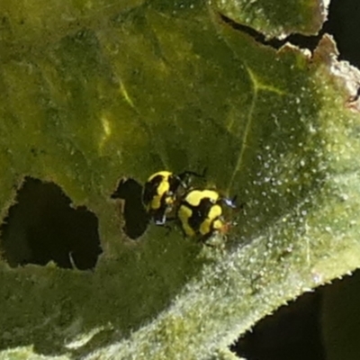 Illeis galbula (Fungus-eating Ladybird) at Queanbeyan, NSW - 2 Mar 2024 by Paul4K