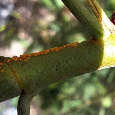 Acrodipsas myrmecophila at Mount Majura - 18 Feb 2024 by JenniM