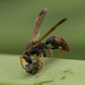 Polistes (Polistella) humilis at Duffy, ACT - 2 Mar 2024