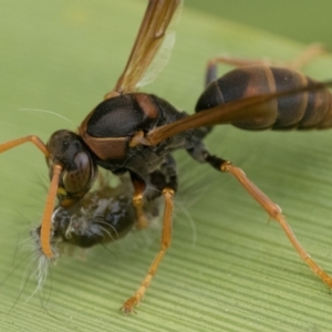 Polistes (Polistella) humilis at Duffy, ACT - 2 Mar 2024