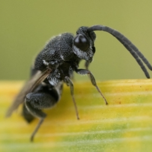 Chalcididae (family) at Duffy, ACT - 2 Mar 2024