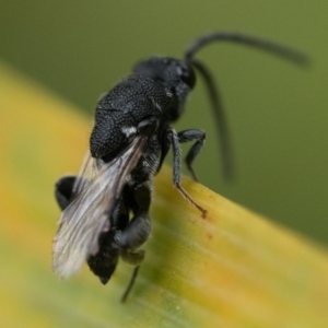 Chalcididae (family) at Duffy, ACT - 2 Mar 2024