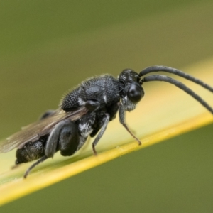 Chalcididae (family) at Duffy, ACT - 2 Mar 2024