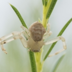 Thomisus spectabilis (Spectacular Crab Spider) at Duffy, ACT - 1 Mar 2024 by patrickcox