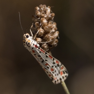 Utetheisa pulchelloides (Heliotrope Moth) at Namadgi National Park - 2 Mar 2024 by patrickcox
