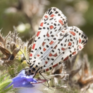 Utetheisa pulchelloides at Namadgi National Park - 3 Mar 2024 10:30 AM