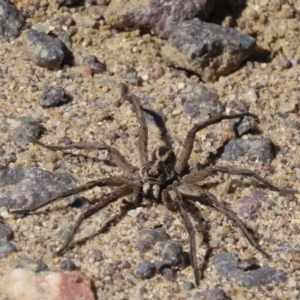 Tasmanicosa sp. (genus) at Rendezvous Creek, ACT - 3 Mar 2024 11:27 AM