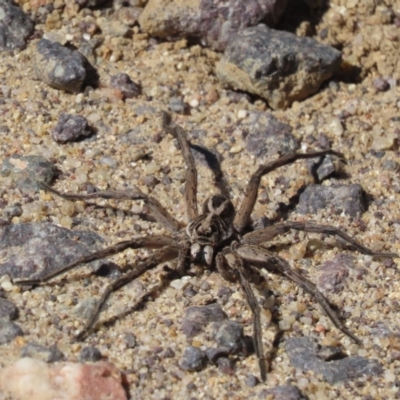 Unidentified Wolf spider (Lycosidae) at Rendezvous Creek, ACT - 3 Mar 2024 by SandraH