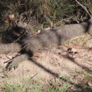 Varanus rosenbergi at Namadgi National Park - 3 Mar 2024