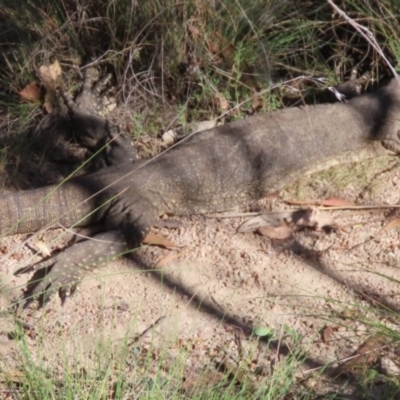 Varanus rosenbergi (Heath or Rosenberg's Monitor) at Namadgi National Park - 2 Mar 2024 by SandraH