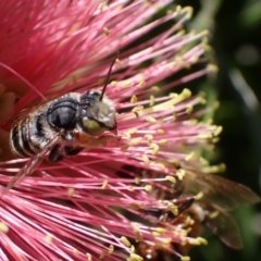Megachile (Eutricharaea) macularis (Leafcutter bee, Megachilid bee) at Murrumbateman, NSW - 3 Mar 2024 by SimoneC