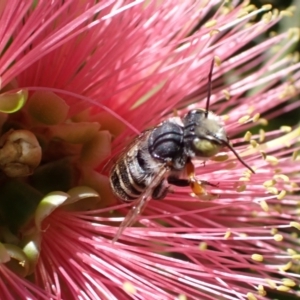 Megachile (Eutricharaea) macularis at Murrumbateman, NSW - 3 Mar 2024 11:49 AM