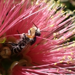 Megachile (Eutricharaea) macularis at Murrumbateman, NSW - 3 Mar 2024