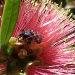 Megachile (Eutricharaea) macularis at Murrumbateman, NSW - 3 Mar 2024 11:49 AM