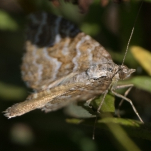 Chrysolarentia heliacaria at Namadgi National Park - 3 Mar 2024