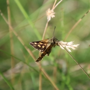 Hesperilla munionga at QPRC LGA - 3 Mar 2024