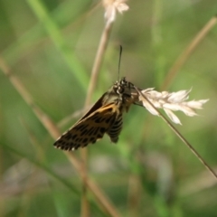 Hesperilla munionga at QPRC LGA - 3 Mar 2024