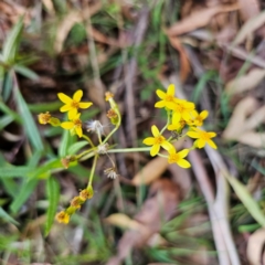 Senecio linearifolius var. denticulatus (Toothed Fireweed Groundsel) at QPRC LGA - 3 Mar 2024 by Csteele4