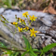 Senecio linearifolius var. denticulatus at Tallaganda State Forest - 3 Mar 2024