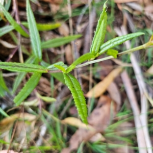 Senecio linearifolius var. denticulatus at Tallaganda State Forest - 3 Mar 2024 06:44 PM