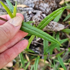 Senecio linearifolius var. denticulatus at Tallaganda State Forest - 3 Mar 2024 06:44 PM