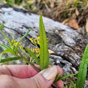 Senecio linearifolius var. denticulatus at Tallaganda State Forest - 3 Mar 2024 06:44 PM