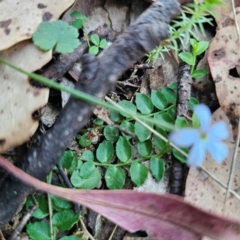 Lobelia pedunculata at QPRC LGA - 3 Mar 2024