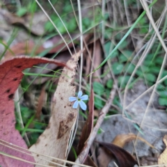 Lobelia pedunculata at QPRC LGA - 3 Mar 2024