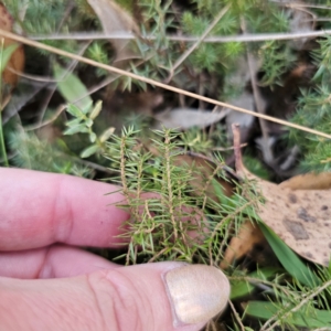 Acrotriche serrulata at QPRC LGA - 3 Mar 2024