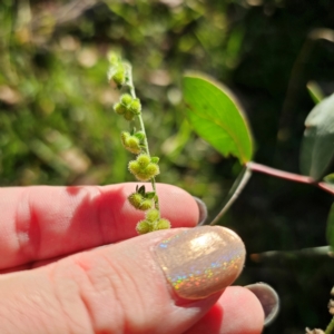 Cynoglossum australe at QPRC LGA - 3 Mar 2024 06:48 PM