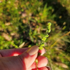 Cynoglossum australe at QPRC LGA - 3 Mar 2024