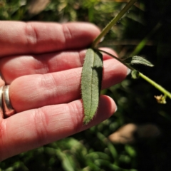 Cynoglossum australe at QPRC LGA - 3 Mar 2024