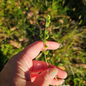 Cynoglossum australe at QPRC LGA - 3 Mar 2024