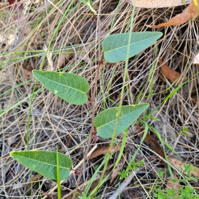 Hardenbergia violacea (False Sarsaparilla) at QPRC LGA - 3 Mar 2024 by Csteele4