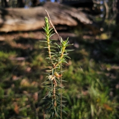 Melichrus urceolatus (Urn Heath) at QPRC LGA - 3 Mar 2024 by Csteele4