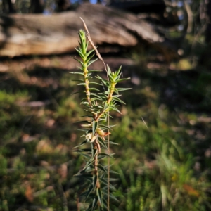 Melichrus urceolatus at QPRC LGA - 3 Mar 2024