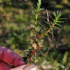 Melichrus urceolatus at QPRC LGA - 3 Mar 2024