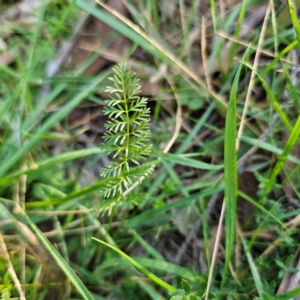 Oreomyrrhis eriopoda at QPRC LGA - 3 Mar 2024