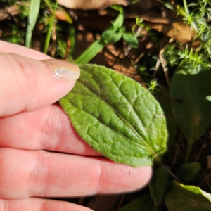 Cymbonotus sp. (preissianus or lawsonianus) at QPRC LGA - 3 Mar 2024