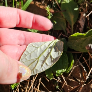 Cymbonotus sp. (preissianus or lawsonianus) at QPRC LGA - 3 Mar 2024