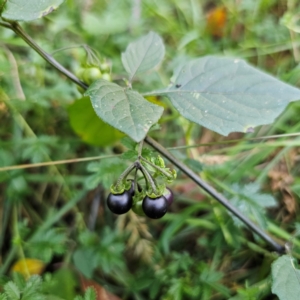 Solanum nigrum at QPRC LGA - 3 Mar 2024 05:56 PM