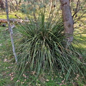 Lomandra longifolia at QPRC LGA - 3 Mar 2024 05:42 PM