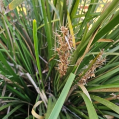 Lomandra longifolia at QPRC LGA - 3 Mar 2024